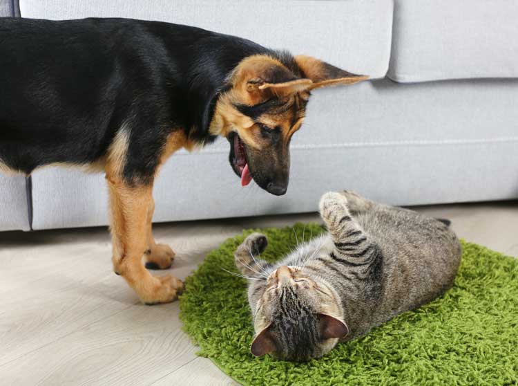 pet-friendly-decor